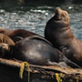 california sea lions hauled out on a mooring buoy