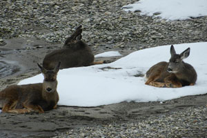 three deer along the wenatchee river