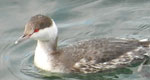 horned grebe