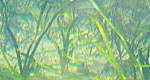 eelgrass