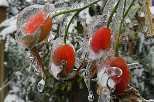 a cluster of rosehips encased in ice