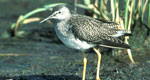 lesser yellowlegs