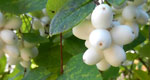 ripe snowberries