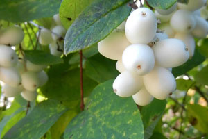 a cluster of ripe snowberries