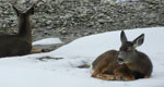 brown snowshoe hare