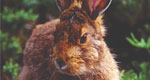 brown snowshoe hare