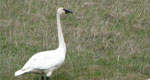 a tundra swan