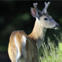 a male white tailed deer